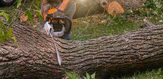 Elkhart, IN Tree Removal Company